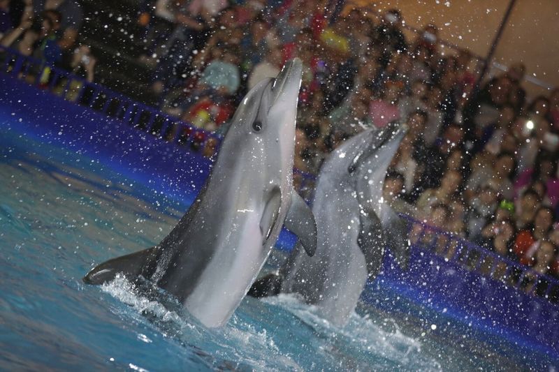 Скачать Видео Нудисты В Дельфинарии