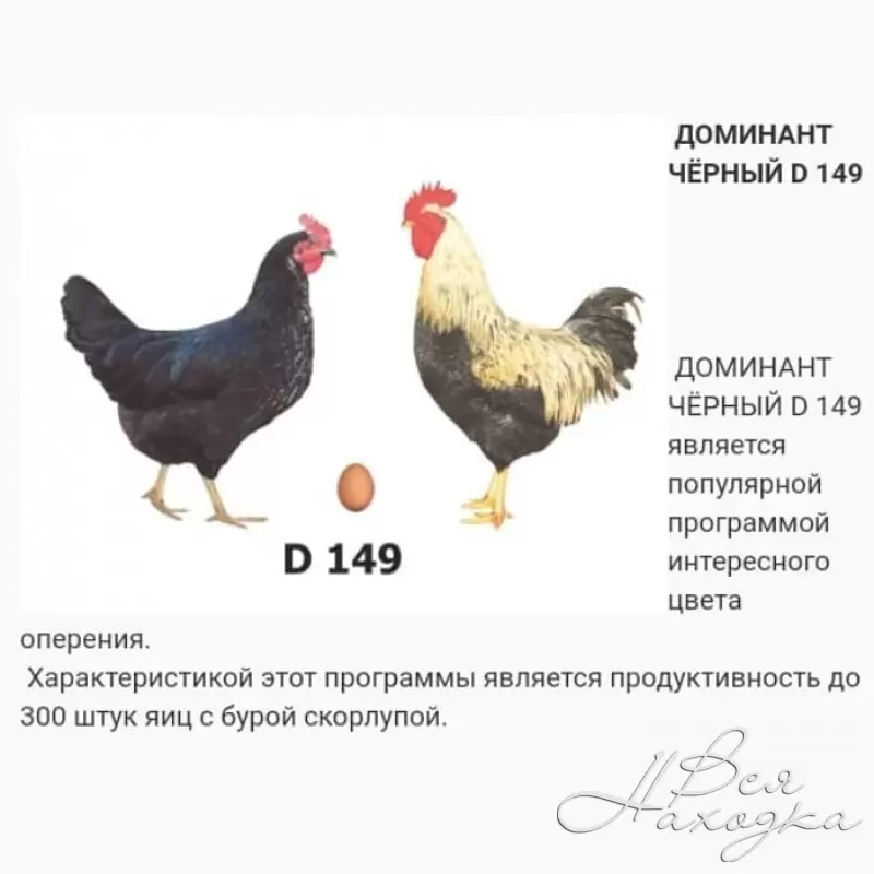 Доминанты порода яйца. Доминант 459 порода кур. Породы кур несушек Доминант. Куры несушки Доминант д107. Доминант 107 порода кур.