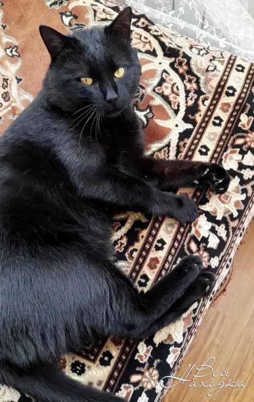 Черный Кот Фото Красивые