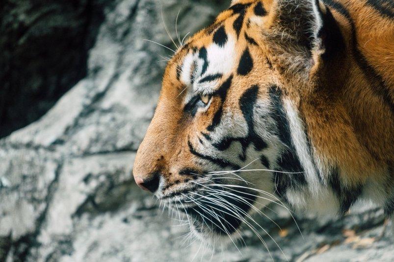 Тигра с огнестрельным ранением доставили из Владивостока в Москву