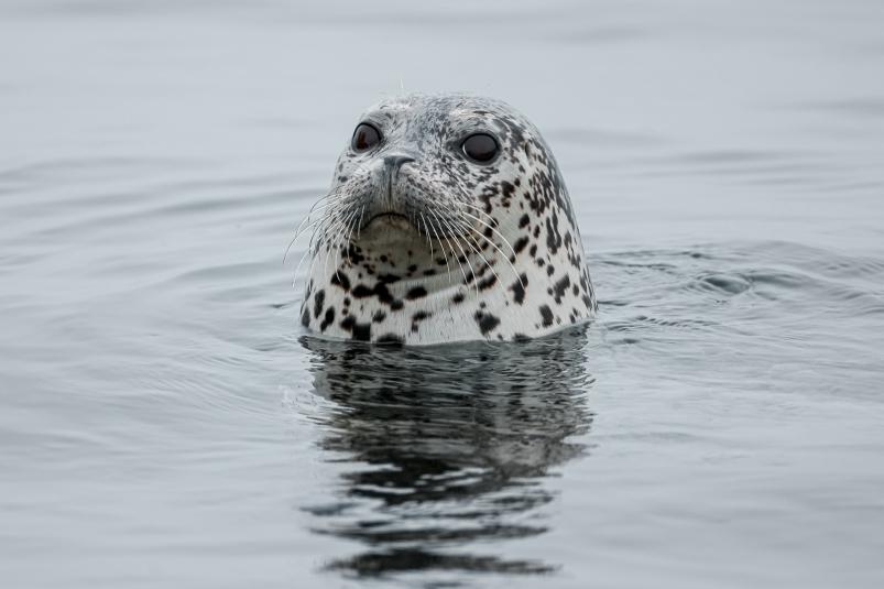 В Дальневосточном морском заповеднике родилось более тысячи малышей-тюленят