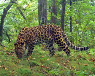 Один из редчайших леопардов получил 