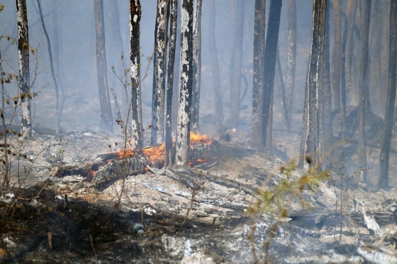 В Приморье за сутки пожарные остановили огонь на 74,1 гектарах