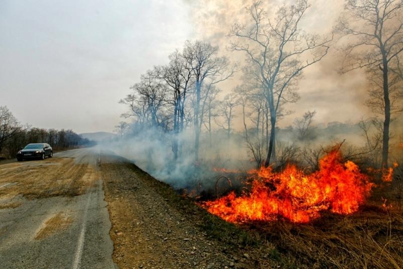 Еще 40 природных пожаров потушено в Приморье 