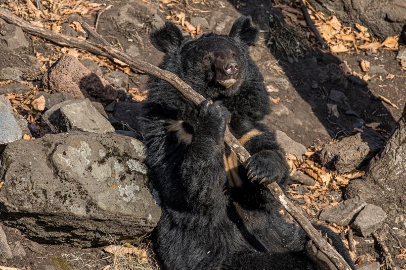 В Приморье спасенные гималайские медвежата вернулись в дикие просторы