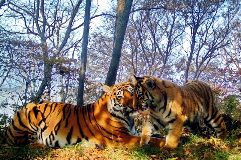 Новый рекорд: тигрица в Приморье родила 12 котят