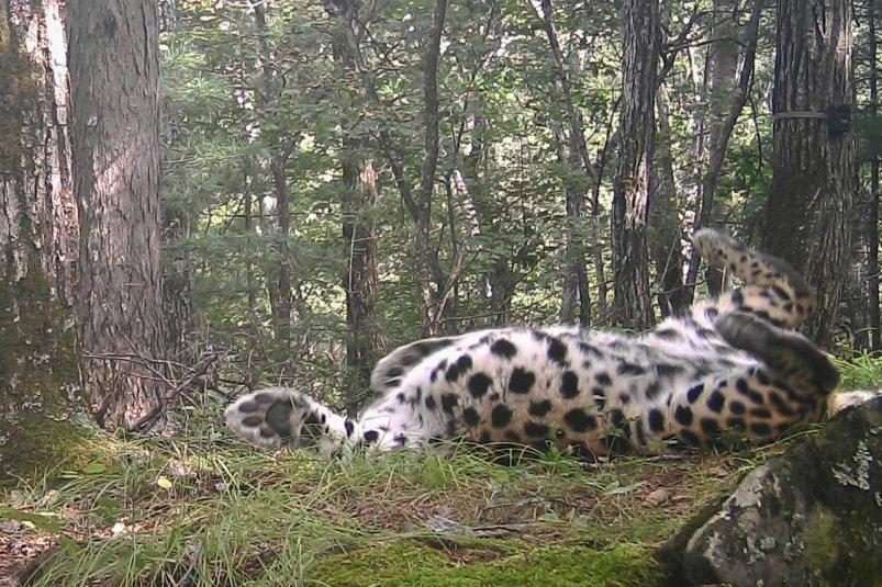 Пятнистый акробат нацпарка: в Приморье на камеру попал талантливый леопард 