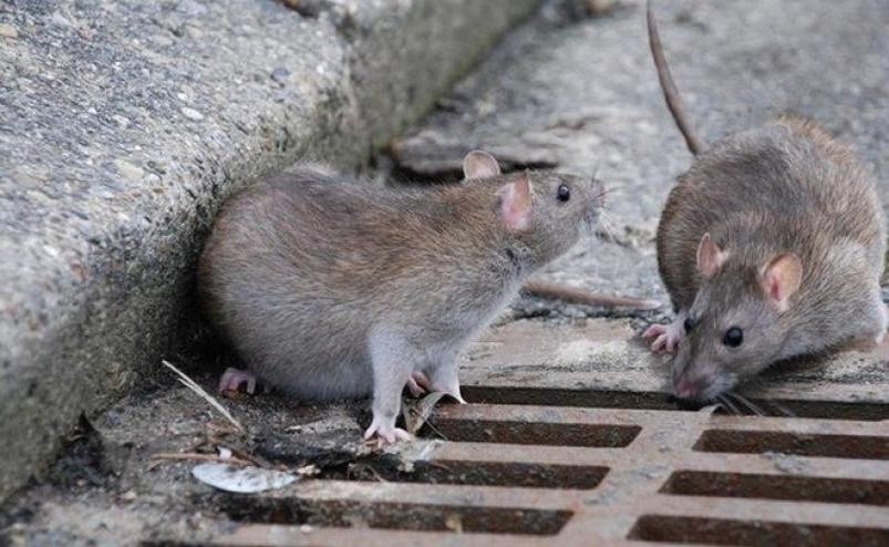 Из-за нашествия крыс во Владивостоке пройдут внеплановые обработки территорий