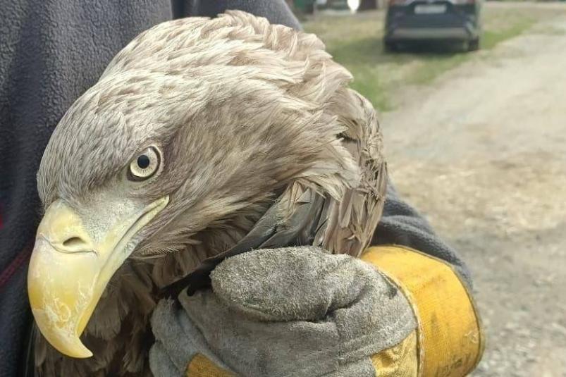 Орлана из Хабаровска с огнестрельным ранением выпустили в дикую природу Приморья