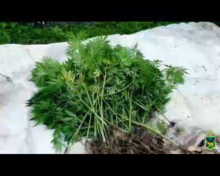 Полицейские во Владивостоке изъяли у местного жителя 547 кустов наркосодержащих растений.