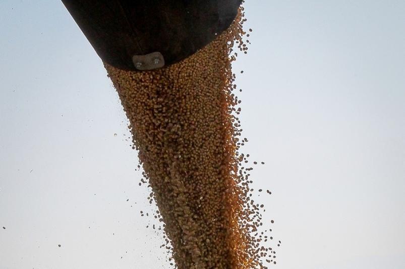 В Приморье предотвращён ввоз 27 тонн сои из Китая из-за заболевания