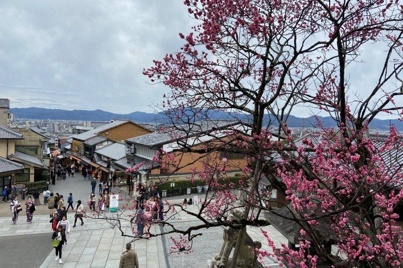 Аналитика МТС Travel: приморцы устремились в Японию на цветение сакуры