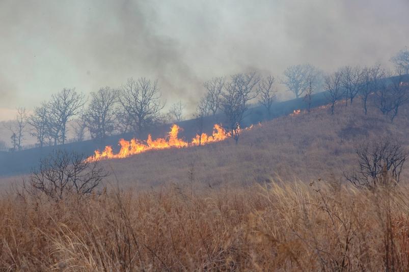 За сутки в Приморье ликвидировано 15 лесных пожаров