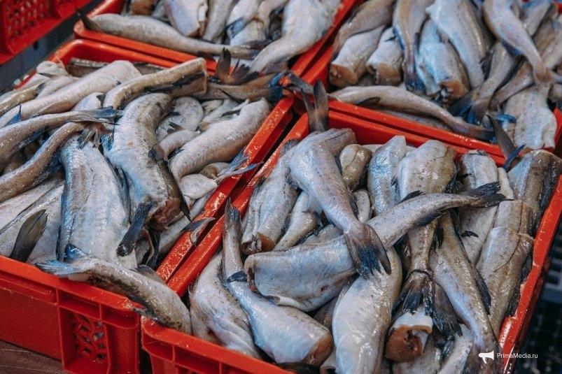 Большую часть рыбопродукции из Приморья и с Сахалина забирает Китай