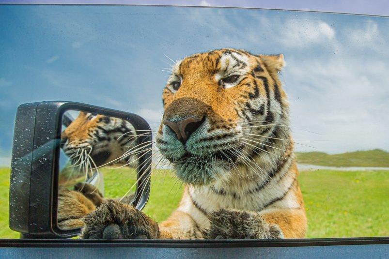 Полосатый пункт назначения: как расстаются с жизнью тигры в Приморье