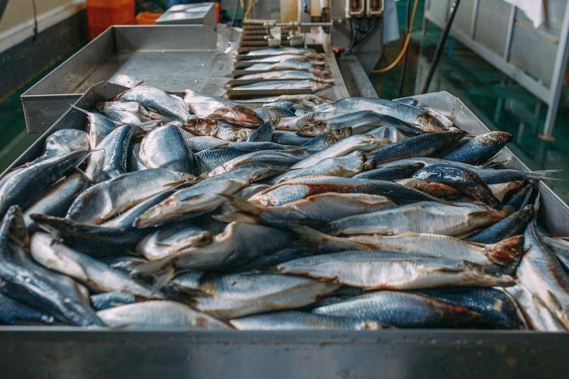 Объем экспорта российской рыбной продукции вырос на 17% в 2023 году, потеряв в цене