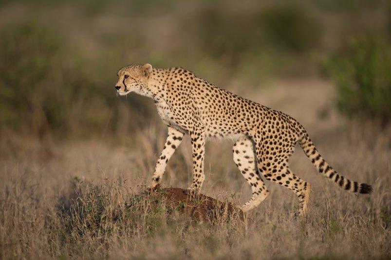 В Приморье число дальневосточных леопардов достигло 129 особей