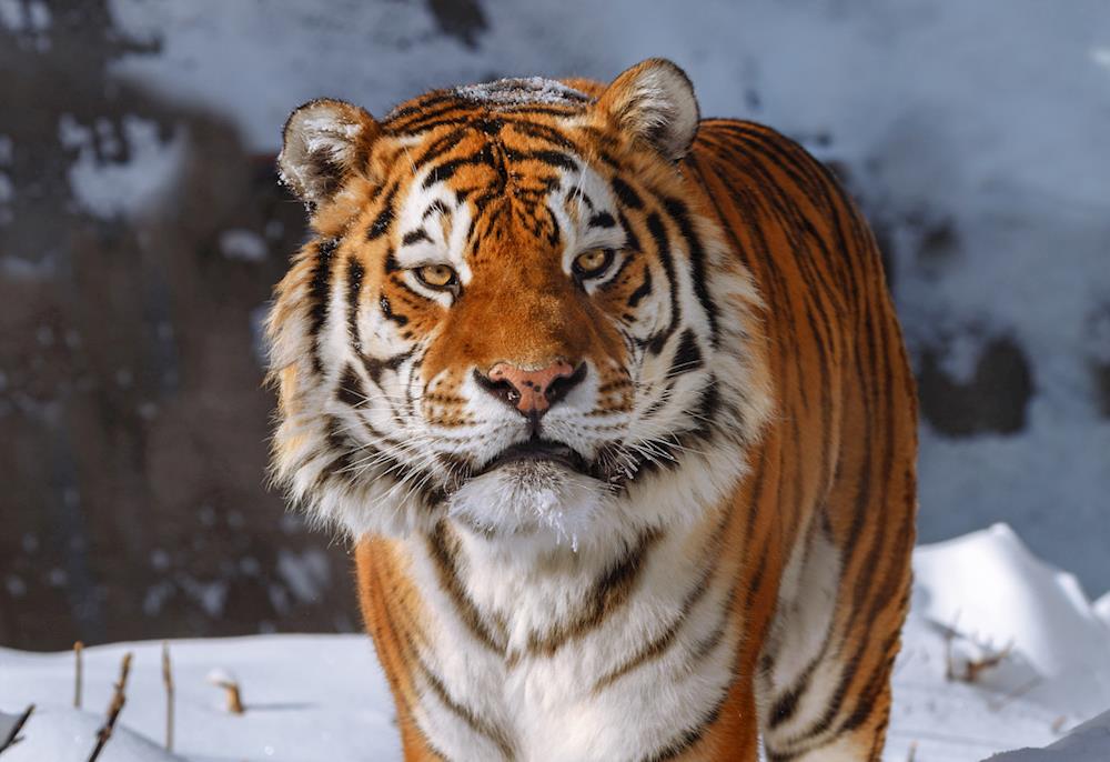 Система распознавания тигров номинирована на престижный международный конкурс