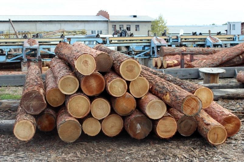 В Приморском крае пойдет под суд один из членов организованной группы, обвиняемый в контрабанде древесины в КНР на общую сумму более 167 млн рублей