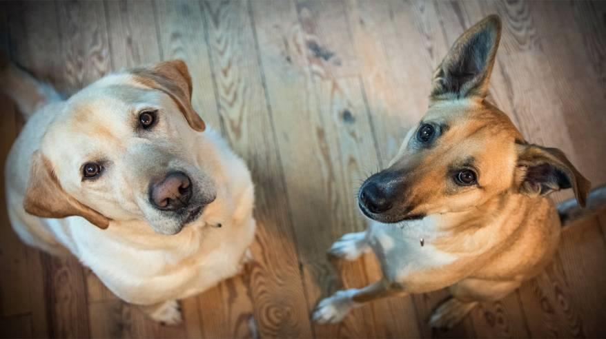 К ввозу в Приморье из Китая не допущено почти 20 тонн лакомств для собак