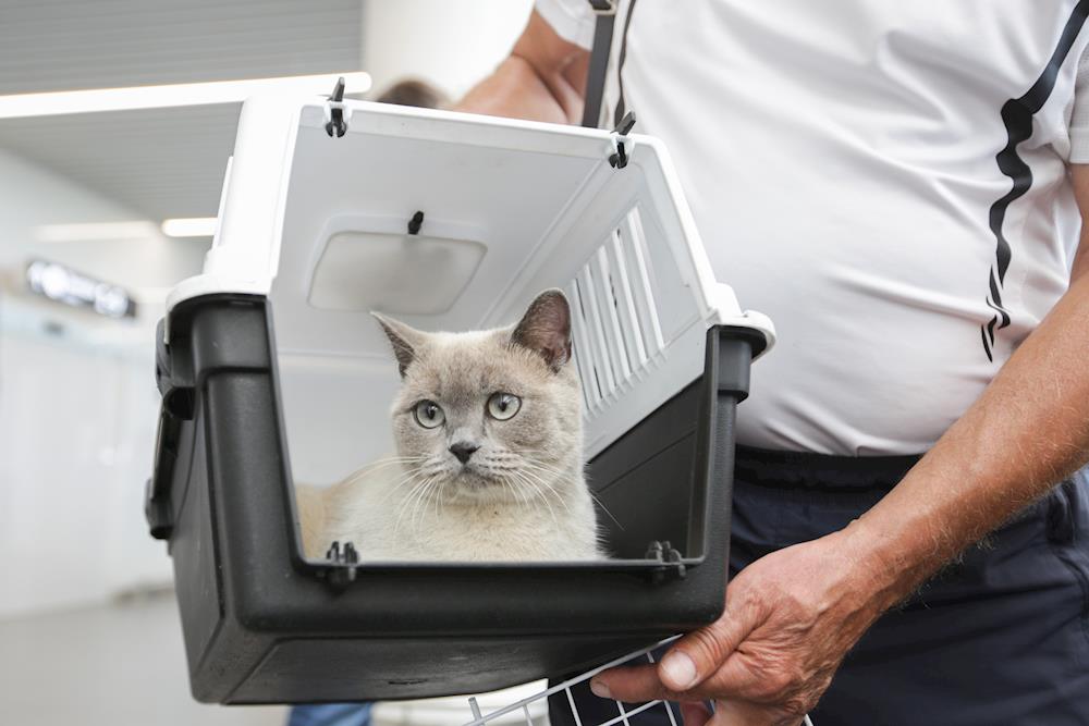 Тестирование прошло успешно: животных будут перевозить на кресле в самолете