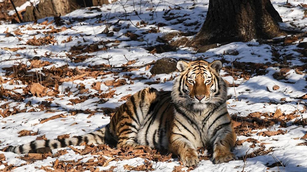 Напавший в Приморье на рыбака тигр болен